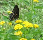 Black Swallowtail on lantana