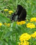 Black Swallowtail on Lantana