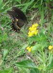 Black Swallowtail on Lantana