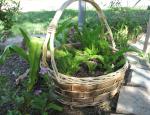Basketful of Fern