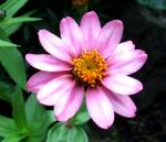 Pinwheel zinnia.