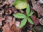 Cutleaf Toothwort (Dentaria laciniata) ?