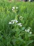 Prairie Plantain.