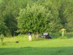 My hubby checking out apple tree.