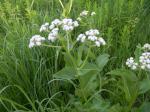 Prairie Plantain