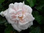 old rambling rose