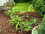 a few hellebores, etc. moved from pathways..creating another bed?