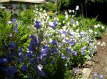 bellflowers florishing