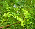 I've never had to pull so many ferns for weeds...one damp spring and summer