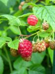 raspberries are back in the yard thanks to the generosity of friends & neighbors