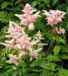 1stst yr in 25 yrs that the astilbe has looked good, guess I've not given H2O