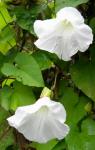 bind weed is looking prettier than many of my flowers