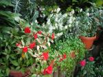 Potted plants in the courtyard garden