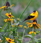 American Goldfinch & Black-eyed Susans