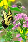 Eastern Tiger Swallowtail & Phlox