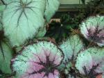 Begonia rex-cultorum or Rex Begonias