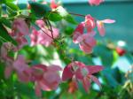 Begonia x hybrida 'Dragon Wing Pink'