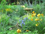 Blue & yellow garden July 2011