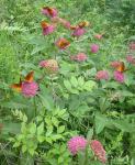 Orange butterflies on purple milkweed