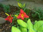 Red orange Daylily