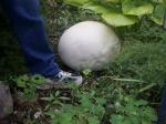 Giant Puff Ball Mushroom.