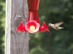 my hummingbird