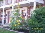 My neighbors small Sunflower