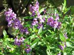 Angelonia angustifolia - dwarf purple