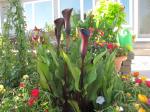 Dark Calla lilys...