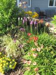 Around the patio....daylily, liatris