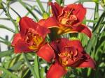 Daylily