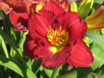 Daylily