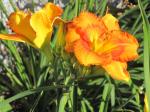 Daylily