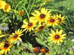 Black-eyed Susans