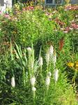 Liatris, red cardinal flower, coneflowers