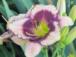 Daylily