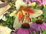 Lily & Coneflowers