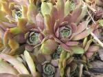 Hens & Chicks