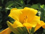 Daylily