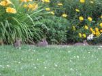 3 of the 5 small baby bunnys living in my flower bed....