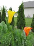 Calla Lilys..Hybrid yellow and Flame