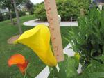 Hybrid Yellow calla lily