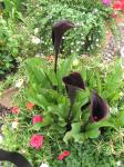 I think this deep purple calla is Edge of Night...