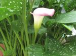  Pink tipped Calla Lily