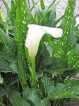 White calla lily