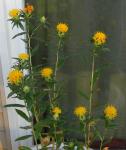 Safflowers.