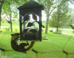 Bird feeder aerobics.