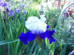 Blue and White reblooming Iris