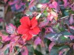 Hibiscus rosa-sinensis 'Roseflake'