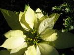 Euphorbia pulcherrima - dwarf white